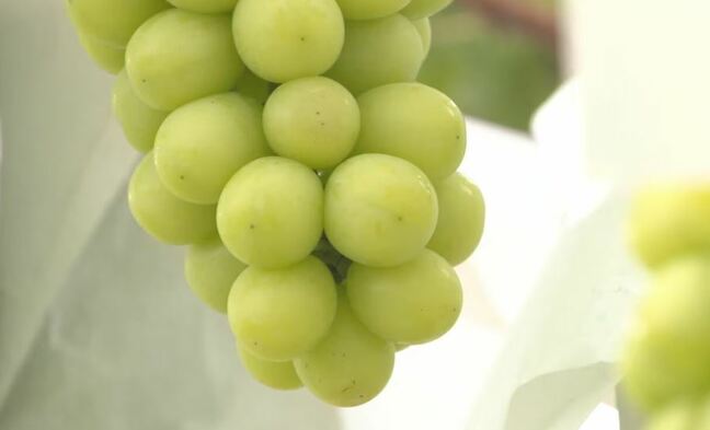 【速報】長野県須坂市のふるさと納税の産地偽装問題　総務省が制度の対象から除外を発表|TBS NEWS DIG