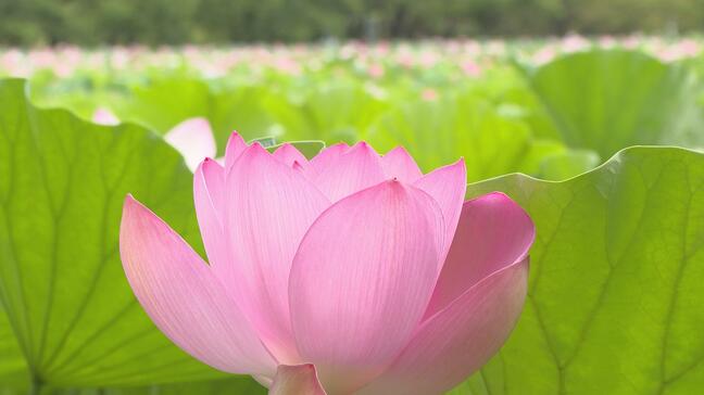 青森県平川市の猿賀公園で「ハスの花」が見頃に　約1万5000平方メートル「鏡ヶ池」一面に咲き誇る淡いピンクの大輪の花|TBS NEWS DIG