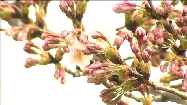 サクラ2輪開くも『開花』基準には至らず…午後3時からも観測　仙台|TBS NEWS DIG