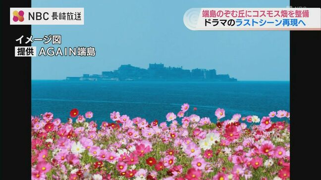 端島をのぞむ丘にコスモス畑を「海に眠るダイヤモンド」のあのシーンを再現へ【長崎】|TBS NEWS DIG