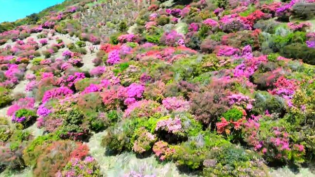 山肌染める10万本のツツジをドローン散歩！　鹿児島|TBS NEWS DIG
