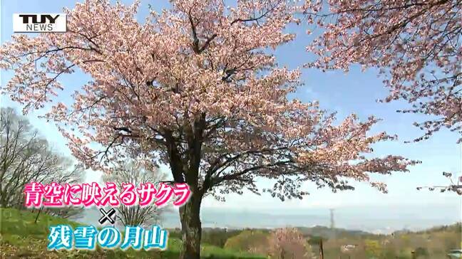 山形市で最も開花が遅いといわれる桜が見ごろ! 西蔵王放牧場のオオヤマザクラ 桜と残雪の月山のコラボレーション!|TBS NEWS DIG