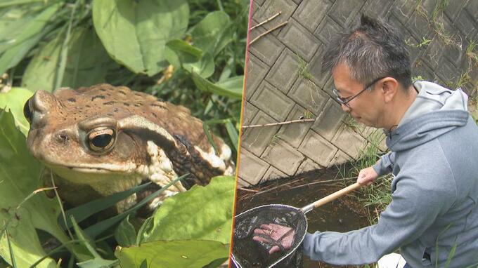 ガマガエルが北海道で大量発生　誰かがやらなきゃ…“国内外来種”アズマヒキガエルから北海道の生態系を守る　|　北海道のニュース｜HBC北海道放送