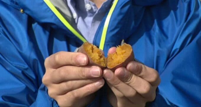 「おいしいんですよ」 皮をむく手間“1.5倍”でも…生産農家わずか3軒、80年の歴史持つ“幻の芋”「兼六」|TBS NEWS DIG