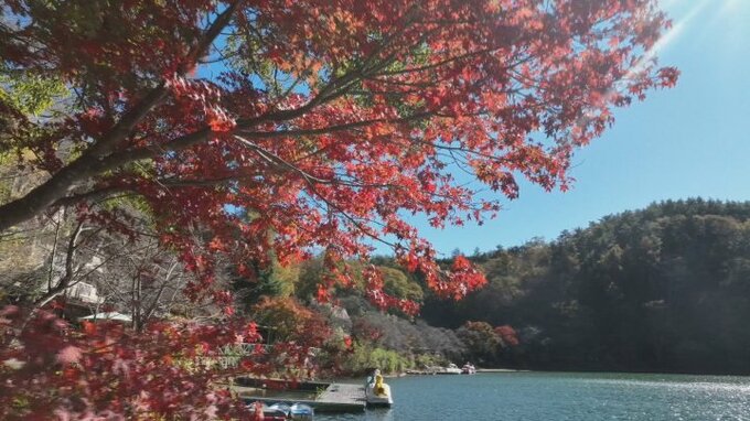 四尾連湖の紅葉をドローンで撮影　湖畔のモミジやミズナラが色づき始め、見頃に|TBS NEWS DIG