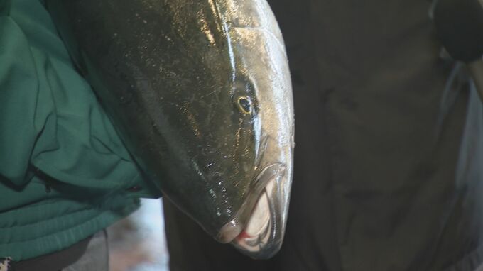 最高級寒ブリに“1匹400万円” 石川県の新ブランド「煌」が市場デビュー　|　石川県のニュース｜MRO北陸放送