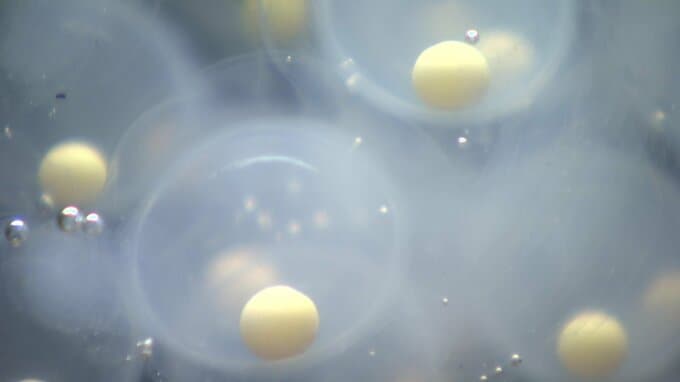 謎多き生き物…オオサンショウウオが産むのは卵？赤ちゃん？　3年ぶり安佐動物公園で確認　“ヌシ”のオスが守る子孫　広島　|　RCC NEWS | 広島ニュース | RCC中国放送
