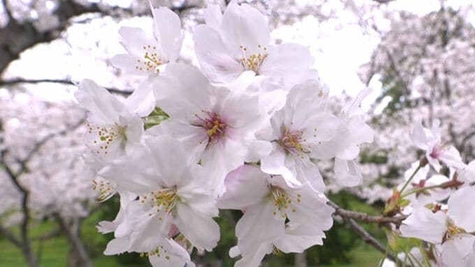 福岡管区気象台が「桜満開」を発表　標本木|TBS NEWS DIG