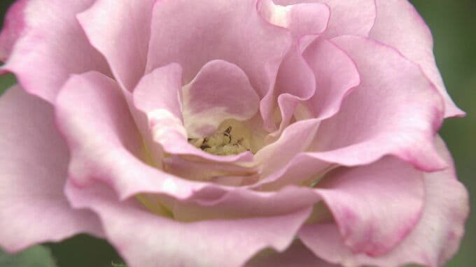 「あんまりいいものができませんでした」農家もがっくり　通常250円⇒夏に生育は70～80円に　今年の暑さは薔薇の生育に影響大　|　山口のニュース・天気・防災｜tys NEWS｜ｔｙｓテレビ山口