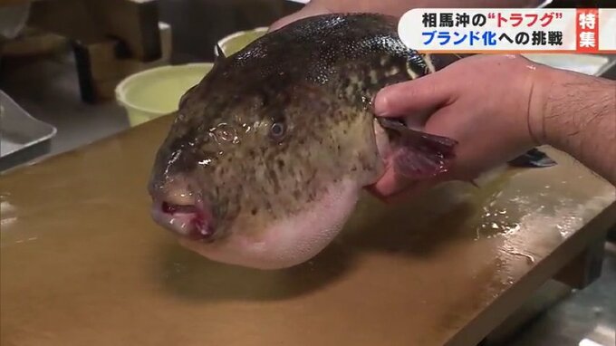 目指せ「西の下関、東の相馬」新たな常磐もの、トラフグをブランド化『福とら』を全国へ　福島|TBS NEWS DIG