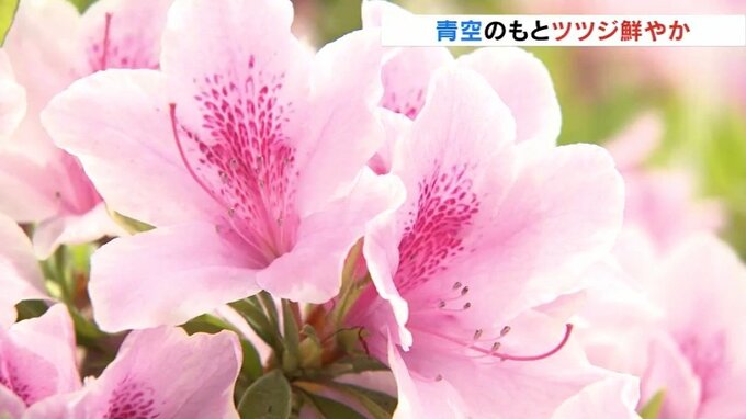 青空のもとツツジ色鮮やかに　３月の低温で開花遅れ来週末見ごろ　富山市では１２日ぶりに１０℃下回る　|　富山のニュース｜天気・防災｜チューリップテレビ
