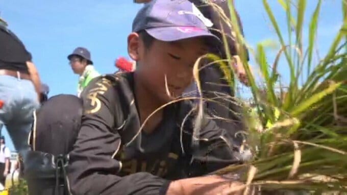 自分で植えたお米、美味しかった!小学生が汗を流して「うまそだち」の稲刈り体験 愛媛・四国中央市|TBS NEWS DIG