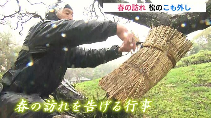冷たい雨の「啓蟄」　春の訪れ告げる行事「こも外し」　桜の開花は…　広島・縮景園　|　RCC NEWS | 広島ニュース | RCC中国放送