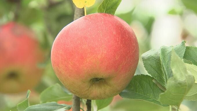 秋味・リンゴ狩りスタート「下が黄色くなってくるとよく熟れて…」　|　BSSニュース | BSS山陰放送