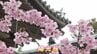 平和の願いを込め各地に贈られたというサクラ“陽光桜”が満開　|　山口のニュース・天気・防災｜tys NEWS｜ｔｙｓテレビ山口