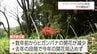 300万本が咲き誇っていた「ヒガンバナ」の名所　高原町・皇子原公園に異変　なぜ、咲かなくなった?　|　MRTニュース ｜ ＭＲＴ宮崎放送