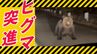 《ヒグマ》車に突進する一部始終　子グマを守ろうと威嚇か　撮影者「目が光っていて…」と恐怖語る　北海道歌志内市　|　北海道のニュース｜HBC北海道放送