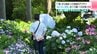 「1株」から始まった地域のアジサイ　“あじさい神社”の115種・1500株が見頃　六條八幡宮で6月25日ごろまで　|　高知のニュース・天気｜KUTV NEWS | KUTVテレビ高知