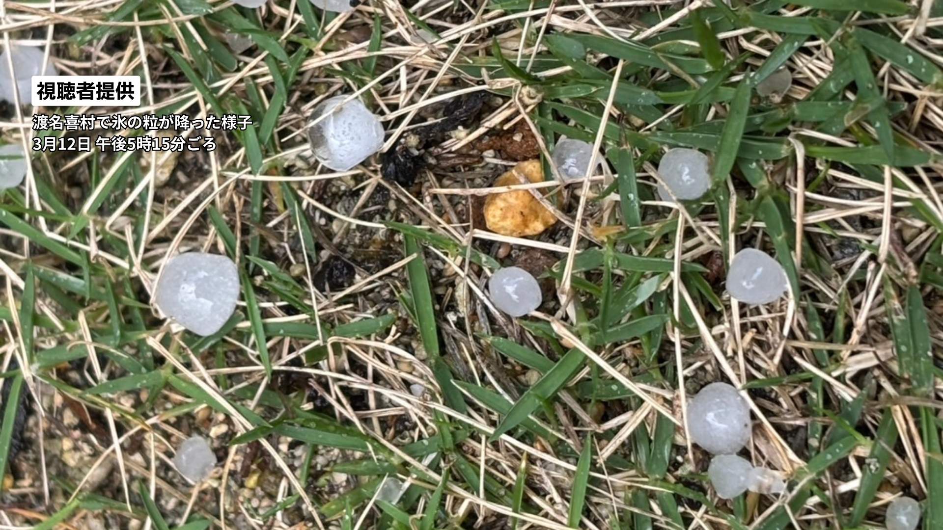 親株　冰雹　ぶつぶつ 空から「ビー玉ほどの氷の粒」が…大気の状態が不安定な県内でひょう