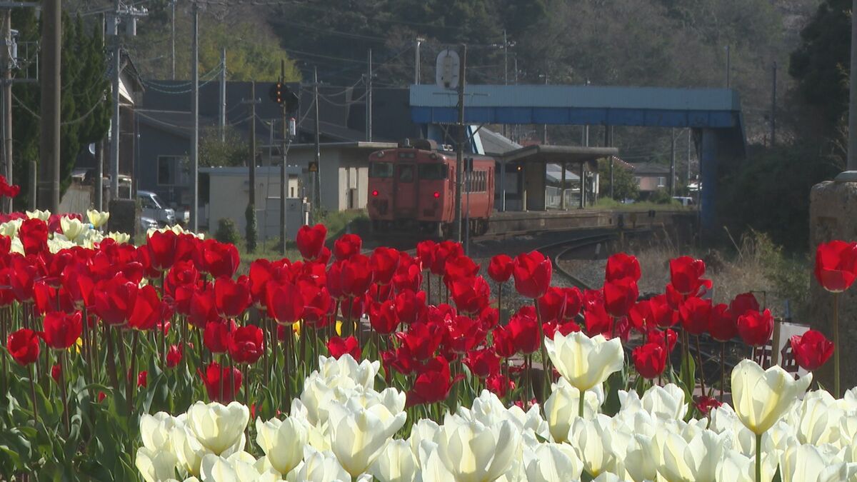 寝台列車「瑞風」とチューリップの共演