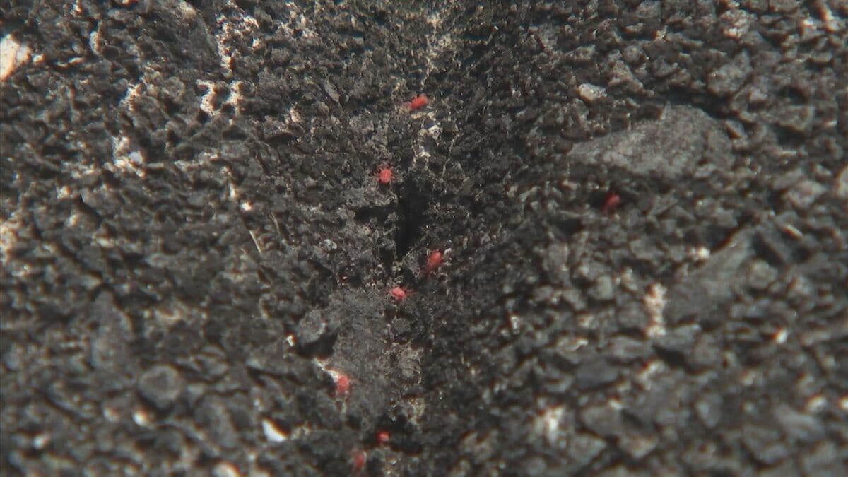 5月になるとコンクリート上を大量にウロウロする「小さい赤い虫」…正体は？　人を刺したり噛んだりする？　専門家に聞くと…「7月頃には卵を産んで…」 | BSSニュース | BSS山陰放送 (1ページ)