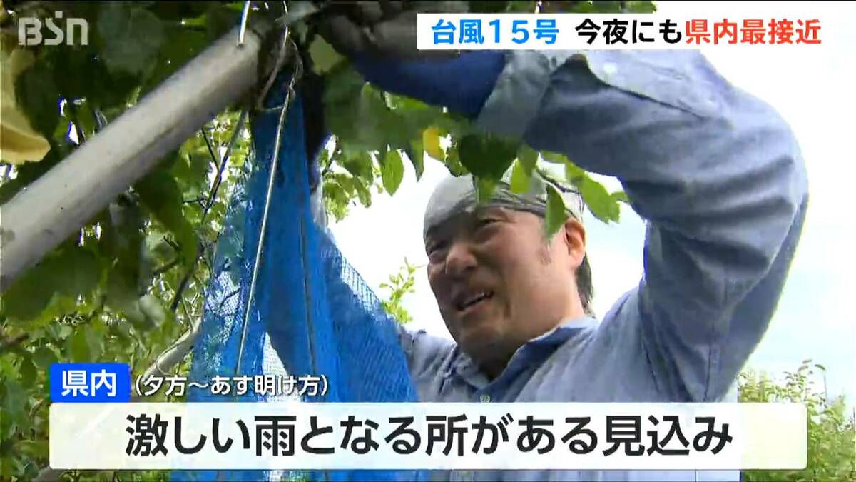 サムネイル_台風15号接近「ようやく平年収穫量なので なんとか被害防ぎたい」サッカー場より広い梨果樹園に“防風ネット” 新潟県加茂市
