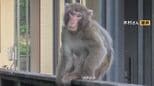 湯布院の住宅地に野生のサルが出没…車のサイドミラーを次々に破壊　農業被害も相次ぐ　目撃情報は35件に　|　大分のニュース｜OBS NEWS｜大分放送