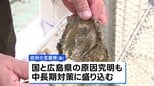 瀬戸内海の養殖カキ大量死　政府が実質無利子融資で支援へ|TBS NEWS DIG
