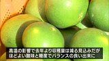 「極早生みかん」の収穫が日南市で始まる ほどよい酸味と糖度のバランスが取れたみかんに仕上がる | MRTニュース | MRT宮崎放送