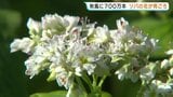 秋風に700万本 ソバの花が見ごろ 熊本・阿蘇市|TBS NEWS DIG
