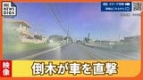 【瞬間の映像】台風6号の影響か 倒木が通勤途中の車を直撃「ブレーキ踏む間もなく」 前日に最大瞬間風速40.6メートルを観測の沖縄 | 沖縄のニュース|RBC 琉球放送