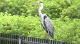 コサギ、アオサギ見えた!福岡で「日本野鳥の会」がバードウォッチング|TBS NEWS DIG