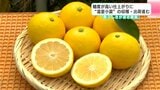 「春らしさがある果実」糖度が高い仕上がりに “温室小夏”の収穫と出荷進む | 高知のニュース・天気|KUTV NEWS | KUTVテレビ高知
