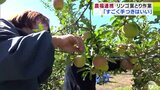 「農福連携」でリンゴの葉とり作業 10月10日頃から収穫時期を迎える中生種の「シナノスイート」約70本で 生産者「すごく手つきいい」|TBS NEWS DIG