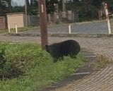 徳良湖のすぐ近くにクマ出没 湖側の茂みに姿を消す(山形) | 山形のニュース│TUYテレビユー山形