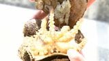 瀬戸内海で「イイダコ」のたまごを放流　漁獲量回復に向け　高松市庵治町沖|TBS NEWS DIG