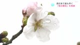 高知で桜開花、京都と並び「西日本で最早」 平年より5日早く…7輪を確認 | 高知のニュース・天気|KUTV NEWS | KUTVテレビ高知