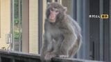 湯布院の住宅地に野生のサルが出没…車のサイドミラーを次々に破壊　農業被害も相次ぐ　目撃情報は35件に　|　大分のニュース｜OBS NEWS｜大分放送