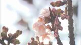 「桜前線」の訪れは4月5日頃か? 小学校の校庭には早咲きの桜も… 新潟県 | 新潟のニュース・天気|BSN NEWS|BSN新潟放送