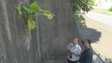 「まさかこんなところに…」 ”ド根性”クワズイモ現れ地域住民も驚き 沖縄・うるま市 | 沖縄のニュース|RBC 琉球放送