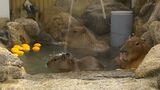 寒さが苦手なカピバラに「ゆず湯」プレゼント 池田動物園の「カピバラ温泉」【岡山】|TBS NEWS DIG