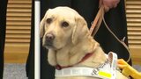 目の不自由な人を支える「盲導犬」 愛媛・西条市内の女性に給付 | 愛媛のニュース - Nスタえひめ|あいテレビは6チャンネル
