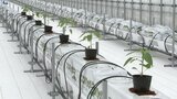 土づくりの必要なし、水や肥料も自動 最先端のピーマン栽培施設が完成 持続的な農作物生産へ実証試験 岩手・紫波町|TBS NEWS DIG
