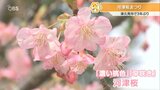 「河津桜まつり」3年ぶり開催 5000本の桜並木2月下旬まで見ごろ 大分・津久見市 | 大分のニュース|OBS NEWS|大分放送