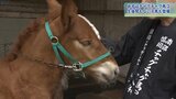 生後1か月未満の子馬も準備 いよいよ本番 岩手の初夏の風物詩「チャグチャグ馬コ」|TBS NEWS DIG