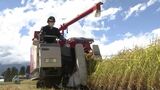 米どころ新潟が全国最下位 コメの作柄にも猛暑の影響 長野の作況指数は6月上旬の日照不足から晴天続き100の平年並みに|TBS NEWS DIG