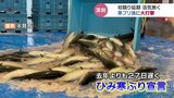 富山湾の王者 “寒ブリ” に震災の暗い影…シーズンど真ん中で今後の見通しは 富山・氷見市 | 富山のニュース|天気・防災|チューリップテレビ