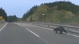 【ドラレコ動画】「うわぁ！あぶねぇぇ！」あわやクマと衝突　高速道路をクマが横断、ドライバー大絶叫、その瞬間（秋田）|TBS NEWS DIG