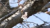 各地で桜開花　東京は3連休に間に合う？　行楽シーズン迎えるも花粉がピーク|TBS NEWS DIG