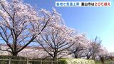 川沿い600本の桜のトンネル 富山市で20℃超えお花見日和 | 富山のニュース|天気・防災|チューリップテレビ